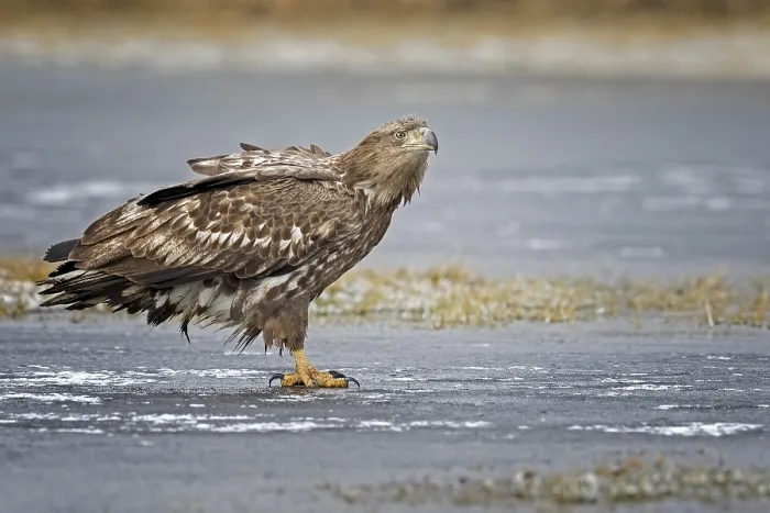 Framed Print : White-tailed eagle (Haliaeetus albicilla) young bird hunting Framed Print : White-tailed eagle (Haliaeetus albicilla) young bird hunting