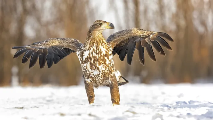 Framed Print : White-tailed eagle (Haliaeetus albicilla) young eagle on the water and on the ice