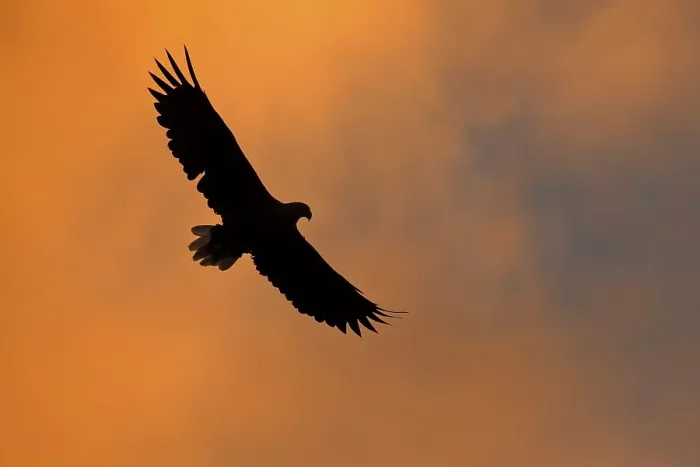 Framed Print : White-tailed eagle (haliaetus albicilla) in flight
