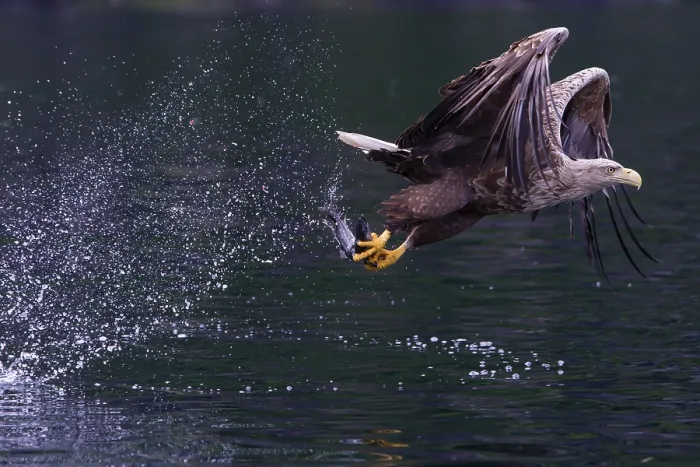 Framed Print : White-tailed eagle (Halliaeetus albicilla) fishing