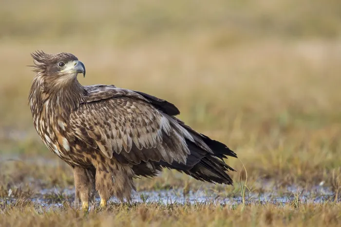 Framed Print : White-tailed eagle, hawk family Framed Print : White-tailed eagle, hawk family