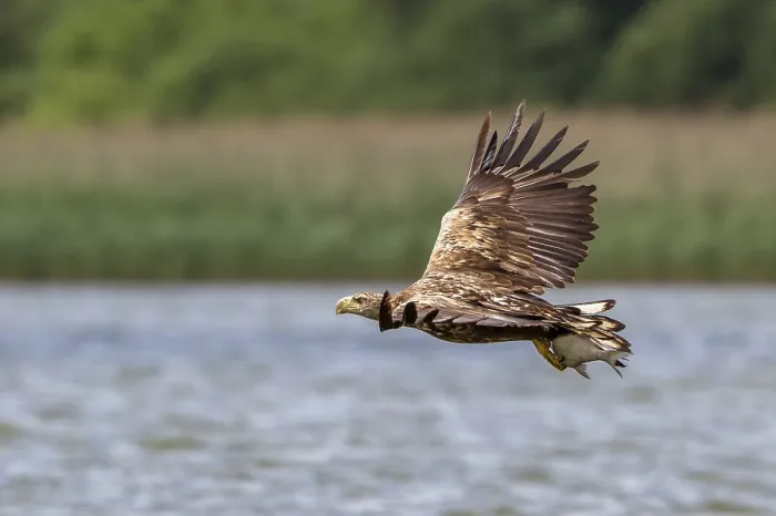 Framed Print : White-tailed eagle - with preyed fish (Haliaeetus albicilla)