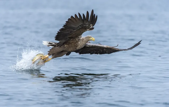 Framed Print : White-tailed Eagle or Sea Eagle (Haliaeetus albicilla) in flight