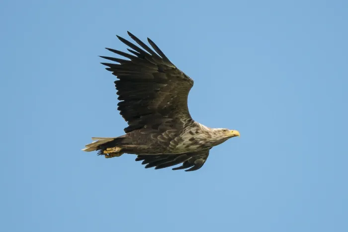 Framed Print : White-tailed Eagle or Sea Eagle (Haliaeetus albicilla) soaring Framed Print : White-tailed Eagle or Sea Eagle (Haliaeetus albicilla) soaring