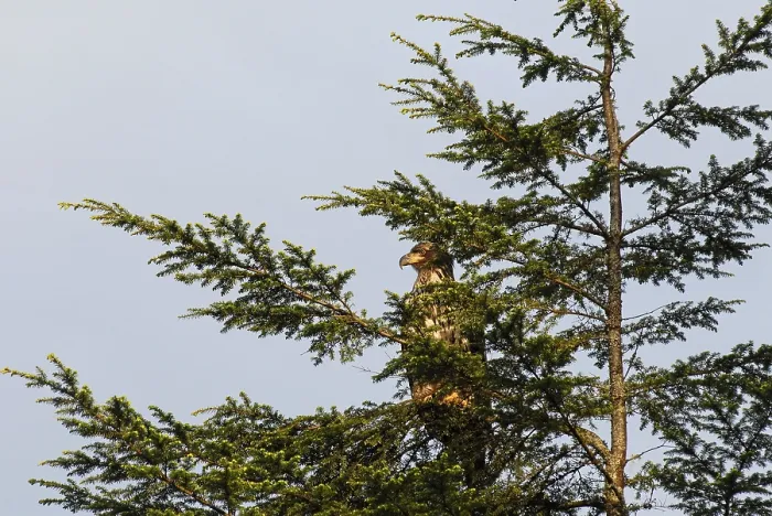 Framed Print : White-tailed eagle on a tree, coastal rainforest