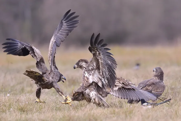 Framed Print : White-tailed Eagles (Haliaeetus albicilla) fighting on an autumn meadow Framed Print : White-tailed Eagles (Haliaeetus albicilla) fighting on an autumn meadow