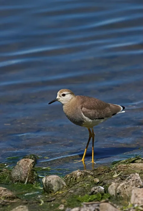 Framed Print : White-tailed Lapwing (Vanellus leucurus) adult
