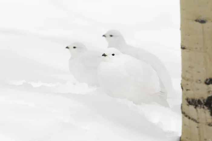 Framed Print : White-tailed Ptarmigan (Lagopus leucura) Framed Print : White-tailed Ptarmigan (Lagopus leucura)