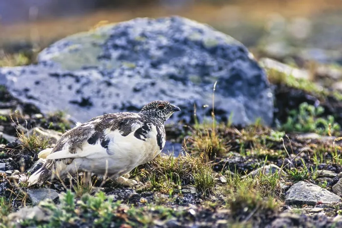 Framed Print : White-tailed ptarmigan (Lagopus leucura) with white and brown plumage on the ground Framed Print : White-tailed ptarmigan (Lagopus leucura) with white and brown plumage on the ground