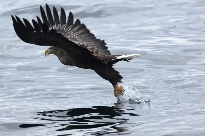 Framed Print : White-tailed Sea-eagle catching a fish and flying (Haliaeetus albicilla)