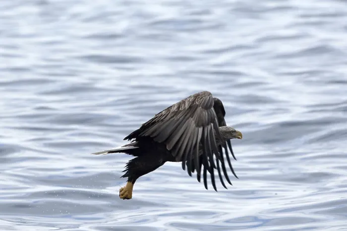 Framed Print : White-tailed Sea-eagle flying (Haliaeetus albicilla) Framed Print : White-tailed Sea-eagle flying (Haliaeetus albicilla)