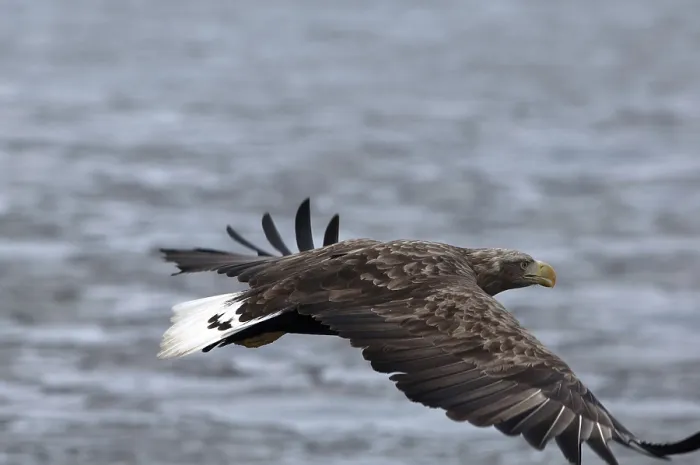 Framed Print : White-tailed Sea-eagle flying (Haliaeetus albicilla) Framed Print : White-tailed Sea-eagle flying (Haliaeetus albicilla)