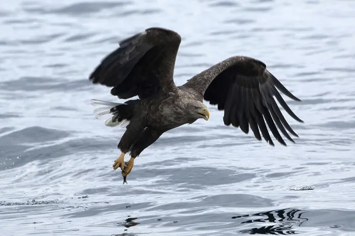 Framed Print : White-tailed Sea-eagle flying (Haliaeetus albicilla) catching a fish Framed Print : White-tailed Sea-eagle flying (Haliaeetus albicilla) catching a fish