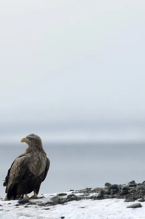 Framed Print : White-tailed Sea-eagle (Haliaeetus albicilla) Framed Print : White-tailed Sea-eagle (Haliaeetus albicilla)