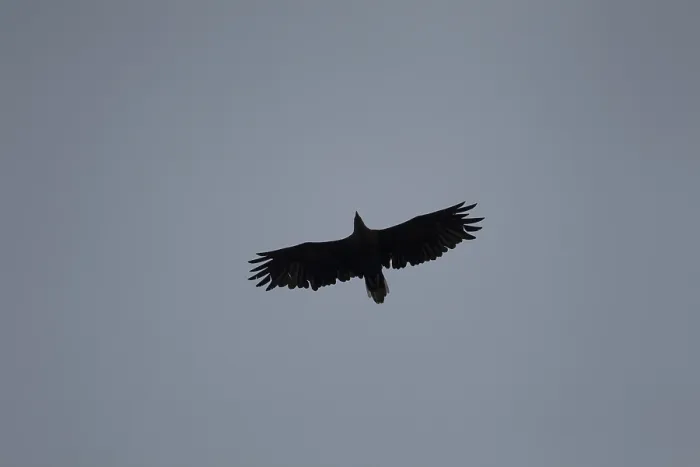 Framed Print : White tailed sea eagle (Haliaeetus albicilla) adult raptor bird of prey in flight