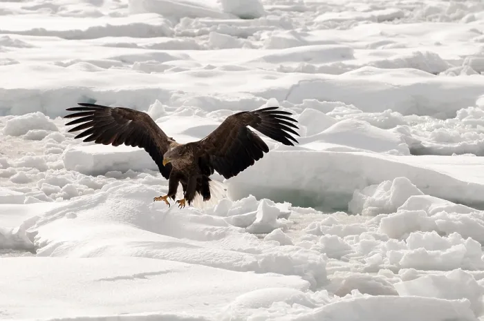 Framed Print : White-tailed Sea-eagle landing on the pack (Haliaeetus albicilla)