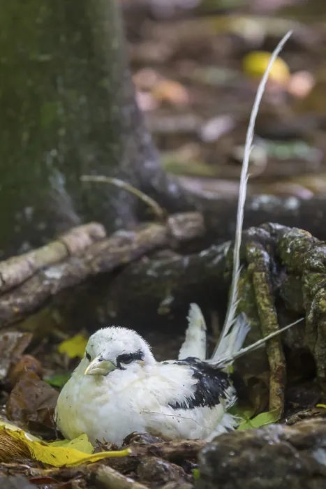 Framed Print : White-tailed Tropicbird (Phaethon lepturus) breeds on the ground on Cousin Framed Print : White-tailed Tropicbird (Phaethon lepturus) breeds on the ground on Cousin