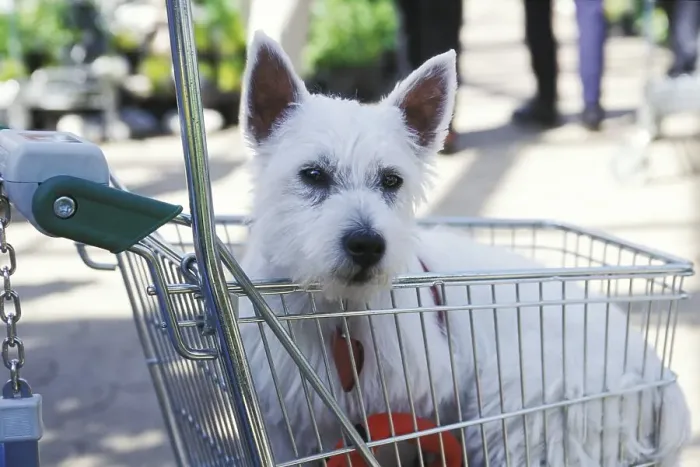 Framed Print : White terrier in shopping cart Framed Print : White terrier in shopping cart