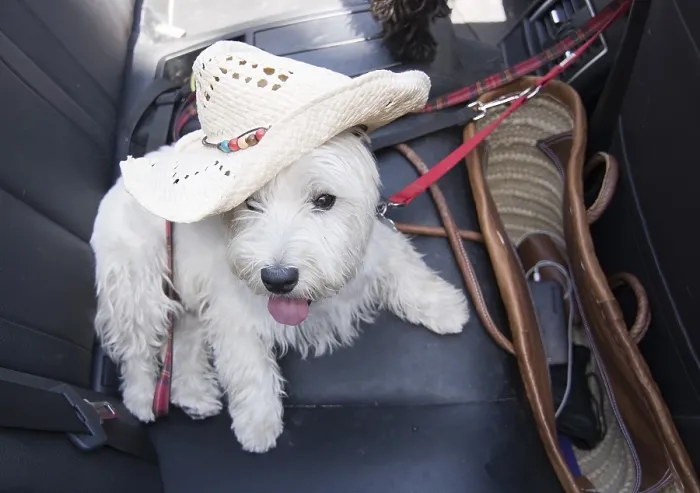 Framed Print : White terrier with summer vacation strawhat on black leather seats inside car