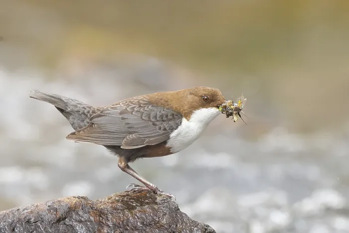 Framed Print : White-throated Dipper (Cinclus cinclus) on a stone on the bank of a river
