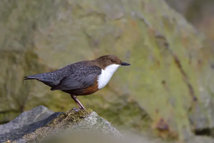 Framed Print : White-throated dipper in a river