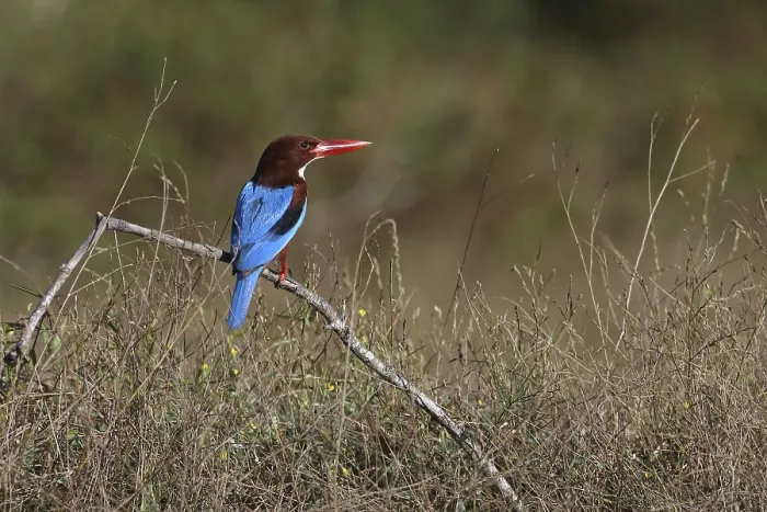 Framed Print : White-throated Kingfisher (Halcyon smyrnensis) perched on a branch Framed Print : White-throated Kingfisher (Halcyon smyrnensis) perched on a branch