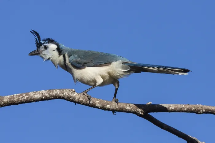 Framed Print : White-throated Magpie-Jay (Calocitta formosa) sits on a branch