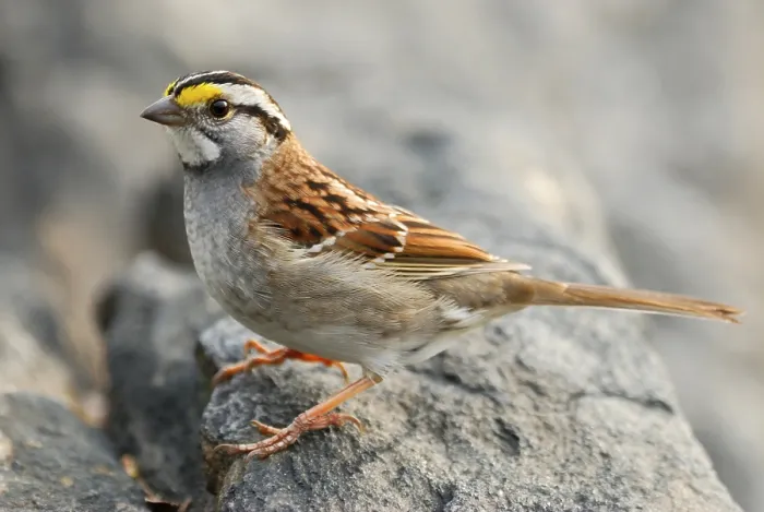 Framed Print : White-throated sparrow (Zonotrichia albicollis) adult