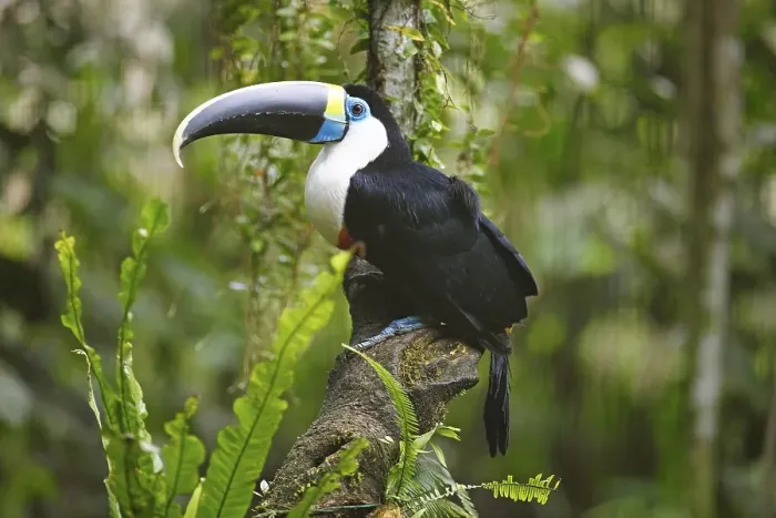 Framed Print : White-throated toucan (Ramphastos tucanus)