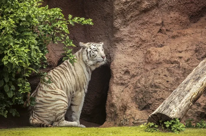 Framed Print : White tiger in captivity in the zoo
