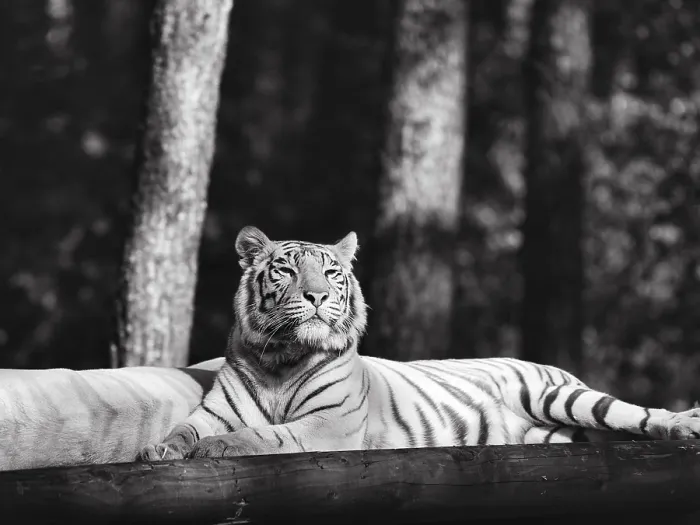 Framed Print : White tiger (Panthera tigris), alert