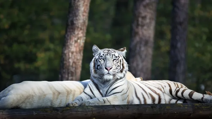 Framed Print : White tiger (Panthera tigris), resting Framed Print : White tiger (Panthera tigris), resting