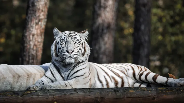 Framed Print : White tiger (Panthera tigris), resting Framed Print : White tiger (Panthera tigris), resting