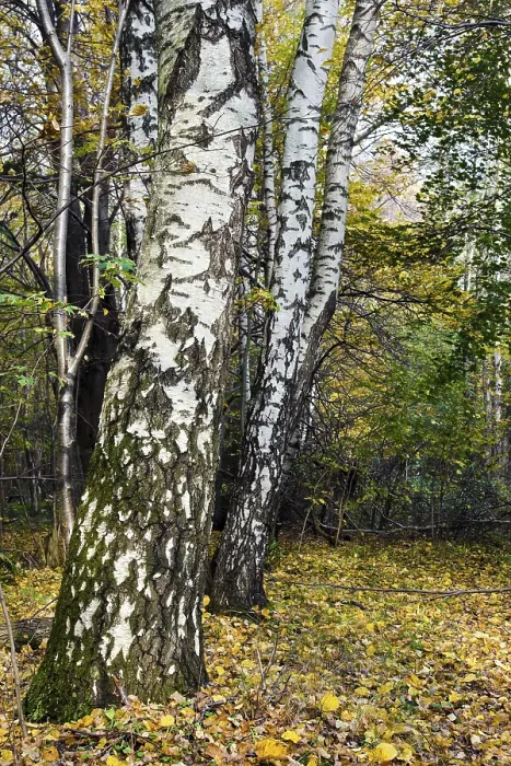 Framed Print : The white trunks of birches on the background of the autumn forest Framed Print : The white trunks of birches on the background of the autumn forest