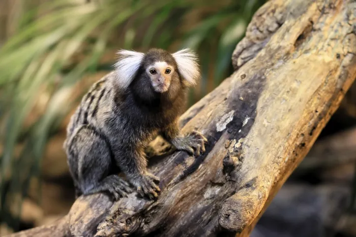 Framed Print : White-tufted marmoset (Callithrix jacchus)