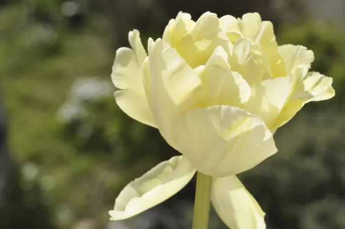 Framed Print : White tulip Framed Print : White tulip