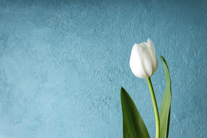 Framed Print : One white tulip on a blue background, copy space