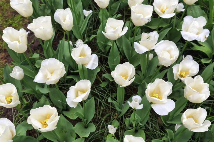 Framed Print : White tulips (Tulipa), tulip bed