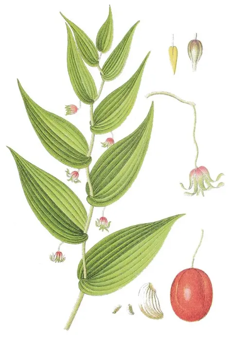 Framed Print : White Twisted-stalk, Clasping Twisted-stalk or Claspleaf Twisted-stalk (Streptopus amplexifolius)