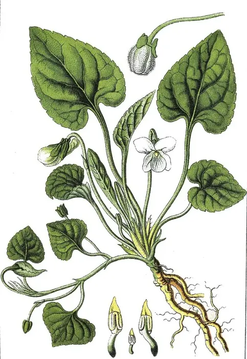 Framed Print : White violet (Viola alba), medicinal and useful plants Framed Print : White violet (Viola alba), medicinal and useful plants