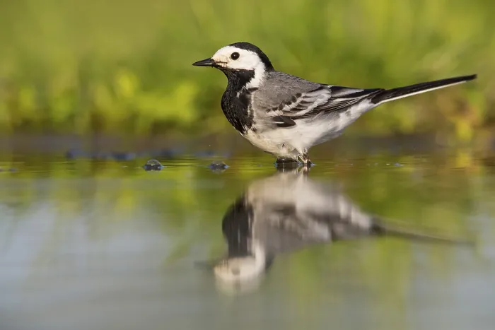 Framed Print : White wagtail, (Motacilla alba)