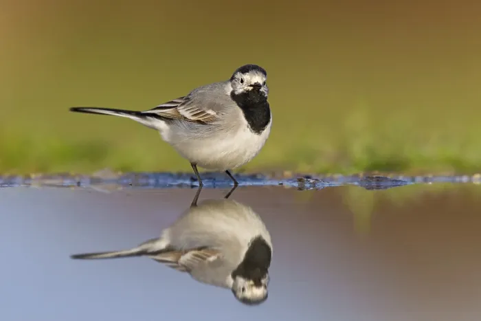 Framed Print : White wagtail, (Motacilla alba) Framed Print : White wagtail, (Motacilla alba)