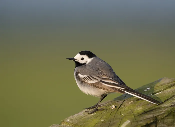 Framed Print : White wagtail (Motacilla alba) Framed Print : White wagtail (Motacilla alba)