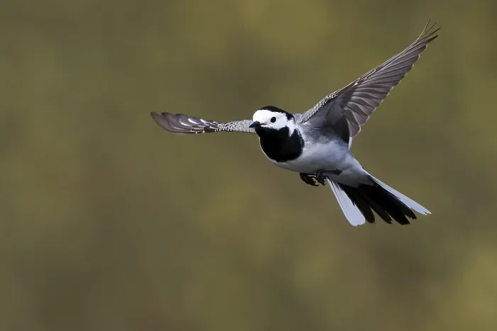 Framed Print : White wagtail (Motacilla alba) in flight with outstretched wings and clear focus
