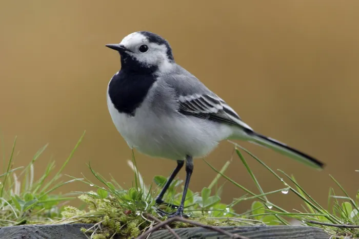 Framed Print : White wagtail (Motacilla alba), Germany, Europe