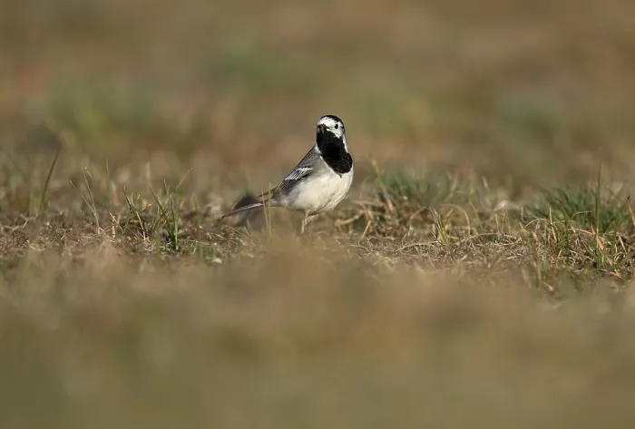 Framed Print : White wagtail (Motacilla alba) with insect in beak