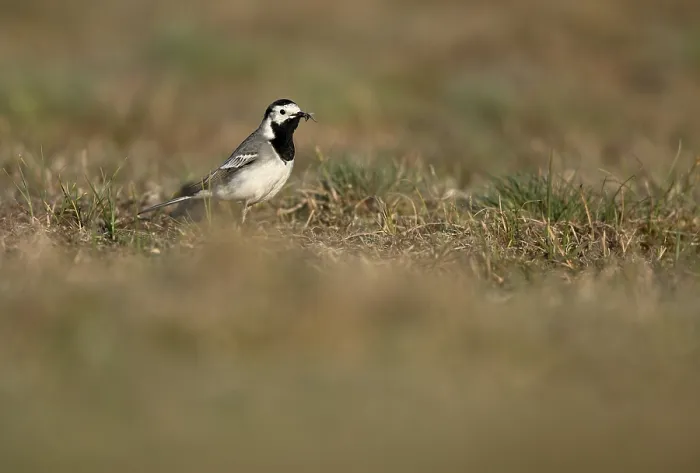 Framed Print : White wagtail (Motacilla alba) with insect in beak