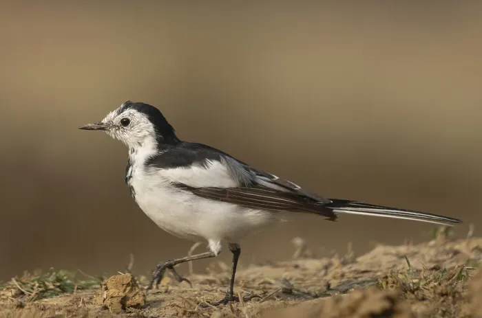 Framed Print : A white wagtail (Motacilla alba) stands on the ground against a blurred background