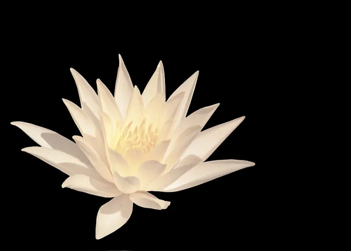 Framed Print : White water lily isolated on black