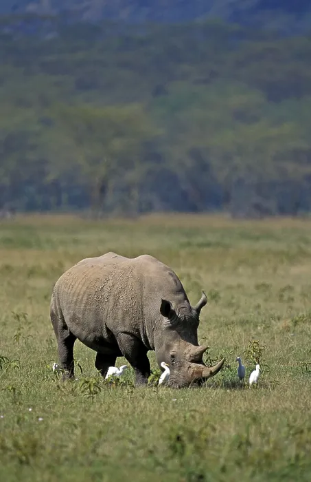 Framed Print : WHITE white rhinoceros (ceratotherium simum) Framed Print : WHITE white rhinoceros (ceratotherium simum)